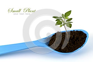 Growing green plant on sppon isolated