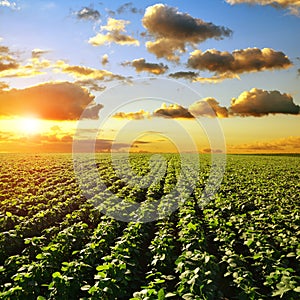 Growing green soybeans plant on field. Soy plantation at sunset.