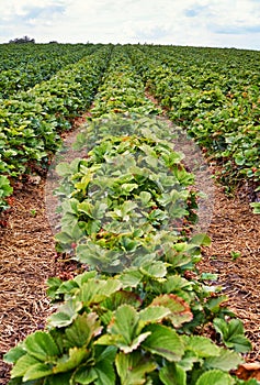 Growing of green strawberry plants on an organic strawberry field to pick yourself