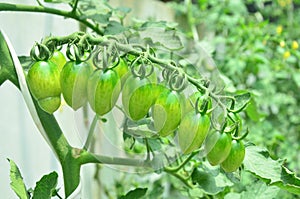 Young tomatoes on trees. Hydroponic system.