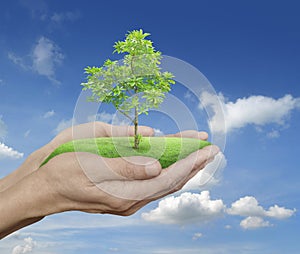 Growing green tree in hands over blue sky with white clouds, Environment concept