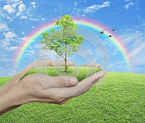 Growing green tree in hands over green grass with blue sky, clouds, rainbow and birds, Environment concept