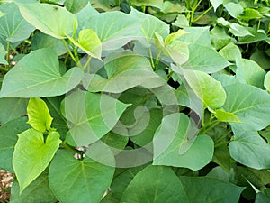 A growing green yam leaves background