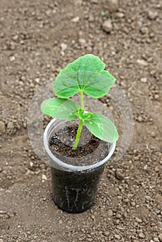 Growing in a greenhouse cucumber seedlings with visible roots in transparent pot over soil background