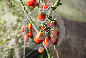 Growing Greenhouse Tomatoes