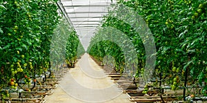 Growing greenhouse tomatoes, a long alley with bushes and tomato clusters