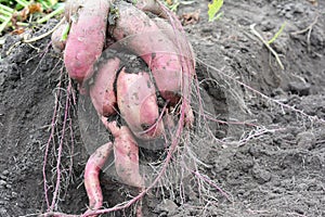 Growing, harvesting, digging up sweet potatoes kumara, ipomoea batatas, yam in the vegetable garden photo