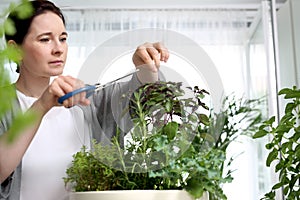 Growing herbs at home. The woman is pruning the basil