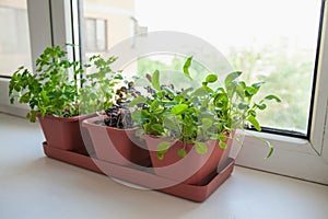 Growing herbs on the windowsill. Young sprouts of parsley, arugula and lilac Basil in a pot on a white windowsill