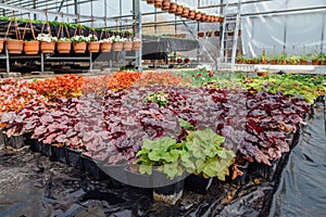 Growing heuchera in plastic flower pots in greenhouse