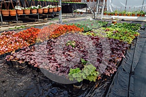 Growing heuchera in plastic flower pots in greenhouse