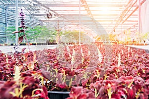 Growing heuchera in plastic flower pots in modern greenhouse