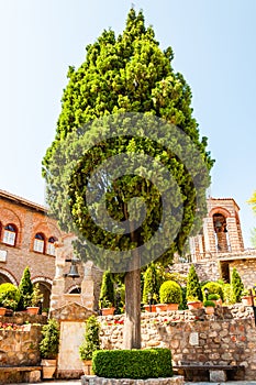 Growing high pine tree inside the courtyard of the Great Meteoron Monastery full of flowers, plants, small belfries and medieval