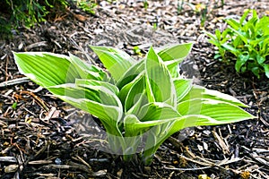 Growing Hosta photo