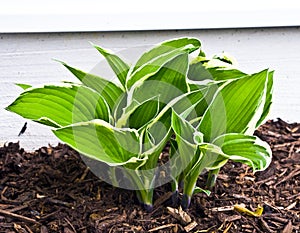 Growing Hosta