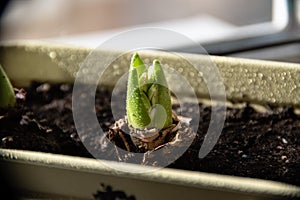 Growing hyacinth flower bulb in pot