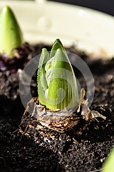 Growing hyacinth flower bulb in pot