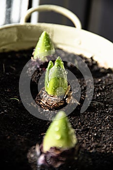 Growing hyacinth flower bulb in pot