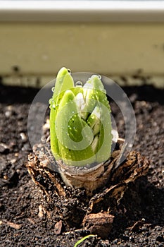 Growing hyacinth flower bulb in pot