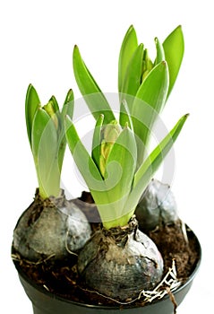 Growing hyacinth flower bulb in pot isolated
