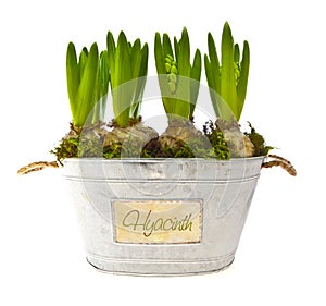 Growing hyacinth flower bulbs in pot