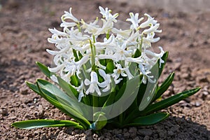 Growing hyacinth flowers  with green leaves. Spring flowers