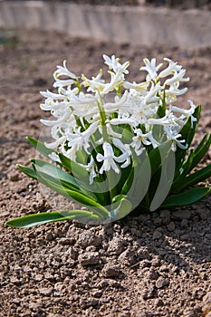 Growing hyacinth flowers  with green leaves. Spring flowers