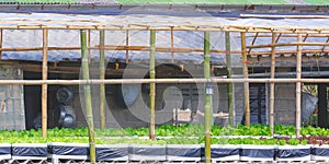 Growing hydroponic salad vegetables in a simple greenhouse made from bamboo material next to the house in countryside area