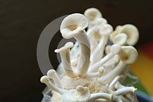 Growing Immature Oyster Mushrooms