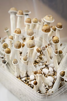 Growing indoor psylocybin psychedelic mushrooms