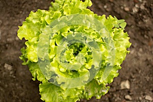 A Growing Isolated Lettuce in the land