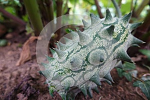 growing kiwano in the backyard garden. fruit of African horned cucumber growing.harvesting Cucumis metuliferus