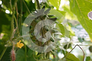 growing kiwano in the backyard garden. fruit of African horned cucumber growing.harvesting Cucumis metuliferus