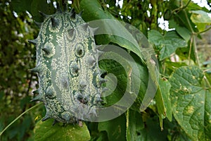 growing kiwano in the backyard garden. fruit of African horned cucumber.harvesting Cucumis metuliferus