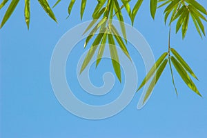 Growing  Leaf Bamboo frame in forest or texture background. green nature, Green Energy and world for water day or National Forest