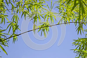 Growing  Leaf Bamboo frame in forest or texture background. green nature, Green Energy and world for water day or National Forest