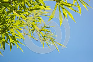 Growing  Leaf Bamboo frame in forest or texture background. green nature, Green Energy and world for water day or National Forest