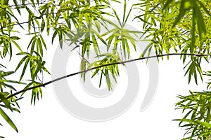 Growing Leaf Bamboo frame nature on white isolated texture backgroundclipping path. Green Energy and World for Water Day or