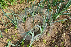 growing leeks in rows. young leek plant growing in the fertile soil of the field