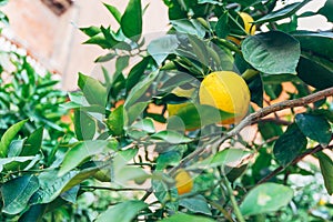 Growing lemons