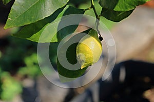 growing lemons on a branch close-up