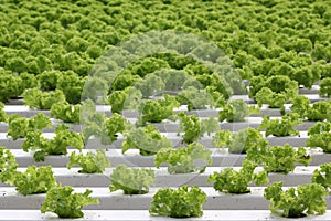 Growing of lettuce in rows