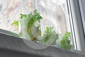 Growing lettuce in water from scraps