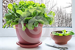 Growing lettuce in the window