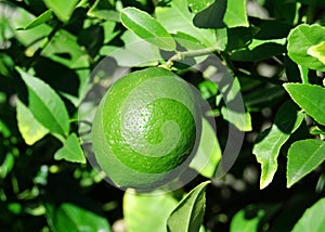 Growing lime