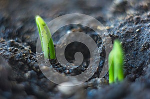 growing little green sprouts of young plants