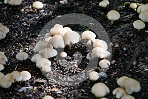 Growing little mushrooms in the nature