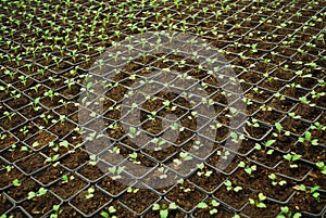 Growing Little Plants