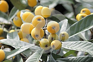 Growing loquat