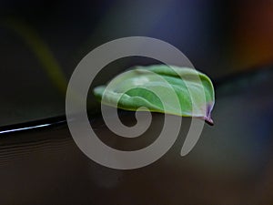 Growing lotus from seeds in an aquarium. Small lotus leaf close up